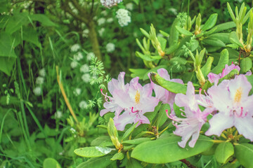 Frühling Sommer 2021
