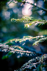 sunlight in the forest
