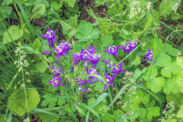 Frühling Sommer 2021