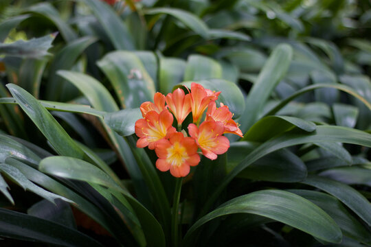 Beautiful clivia miniata flower and foliage native to in New Zealand