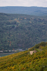 Obraz premium Leaves changing color on the hills around the Rhine river on a fall day in Germany.