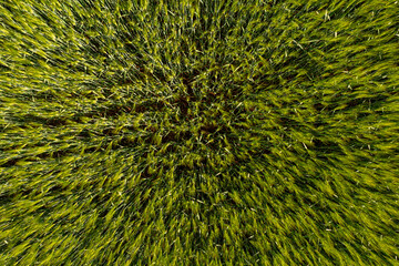 green wheat ears, view from above, rural background