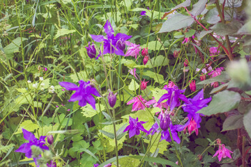 Frühling Sommer 2021