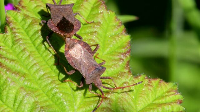 Dock Bug or Dock Leaf Bug, Coreus marginatus in copulation