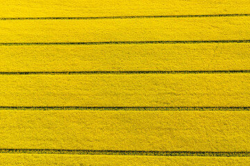 top down view on the yellow rapeseed field, blooming oilseed rape flowers from above