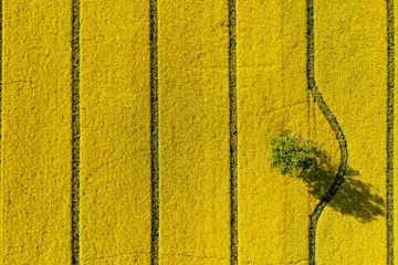 Poster green trees in the middle of a large flowering yellow repe field, view from above © ako-photography