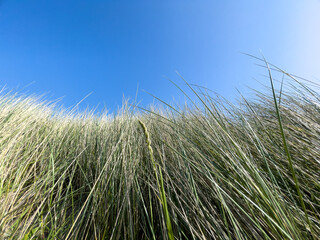 A close up of a beach grass.