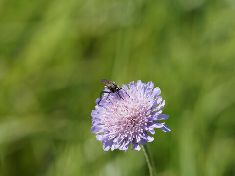 Neoitamus cyanurus | Dipt&egrave;re asilide. Mouche, insecte &agrave; toison. Voleur d'al&ecirc;ne commun ou mouche du poin&ccedil;on commun pos&eacute; sur une fleur de scabieuse
