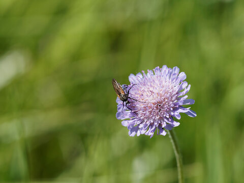 Neoitamus cyanurus | Dipt&egrave;re asilide. Mouche, insecte &agrave; toison. Voleur d'al&ecirc;ne commun ou mouche du poin&ccedil;on commun pos&eacute; sur une fleur de scabieuse