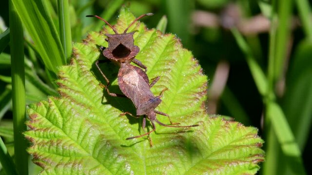 Dock Bug or Dock Leaf Bug, Coreus marginatus in copulation