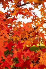 autumn leaves background