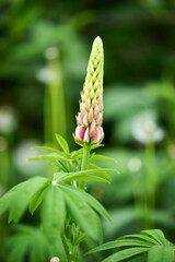 one beautiful lupine flower grows in the country