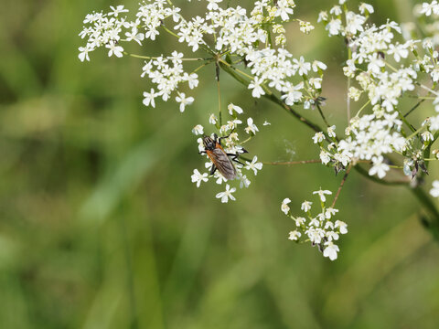 Neoitamus cyanurus - Mouche voleur d'al&ecirc;ne commun ou mouche du poin&ccedil;on, dipt&egrave;re carnivore &agrave; l'aff&ucirc;t pos&eacute;e sur une fleur