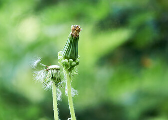white dandelion large blanc grows in nature