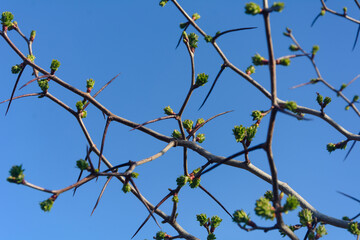 Branch of hawthorn with thorns and new leaves in early spring. Blue sky background, close-up,...