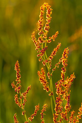 flower in the garden