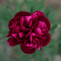 red peony
