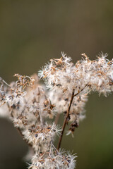 dry flower on a branch
