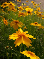 Golden-Wave flower on nature background