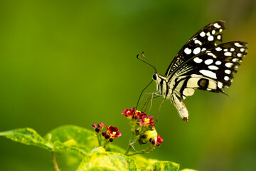 Butterfly on the wild flower on the greeny background