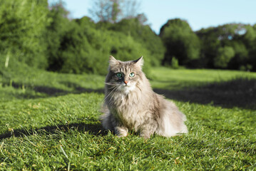 Naklejka na ściany i meble Cat in nature. Portrait of gray furry pedigree cat sitting on grass and looking at the camera with green eyes, outdoors. Beautiful domestic cat walking outside.