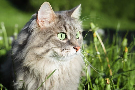 Cat in nature. Close-up of cat's face with green eyes in profile. Portrait of gray furry pedigree cat looking to the side, outdoors. Beautiful domestic cat walking outside on summer sunny day.
