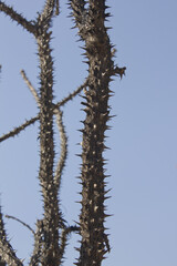 close up Kalopanax septemlobus branch with prickle.