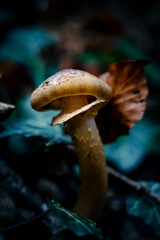 Fototapeta premium mushroom in the forest