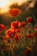 Mohnblumen bei Sonnenuntergang