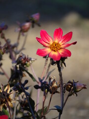 UNA COLORIDA FLOR DE DALIA (DAHLIA). HERMOSA. 