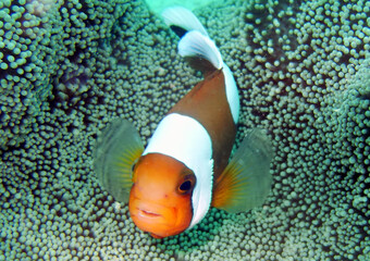 沖縄でのスキューバダイビング中に見かけたクマノミ