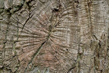 Natural Tree Bark Texture Close-up Background