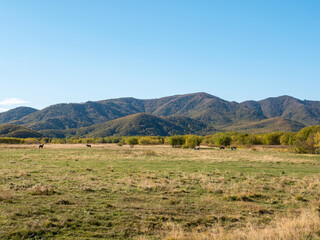Obraz premium View of the Kamchatka autumn hills against the blue sky. Horses graze on green grass in the field against the background of autumn hills. Kamchatka Peninsula, Russia.