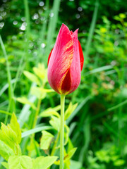 Photo of a red tulip on a green grass background