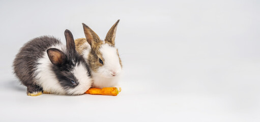 Fototapeta na wymiar Adorable two bunnies or rabbits eating carrot on isolated white background with clipping path. It's small mammals in the family Leporidae of the order Lagomorpha