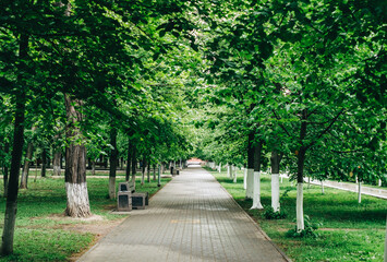 Alley in green city park with grass and trees, nobody.