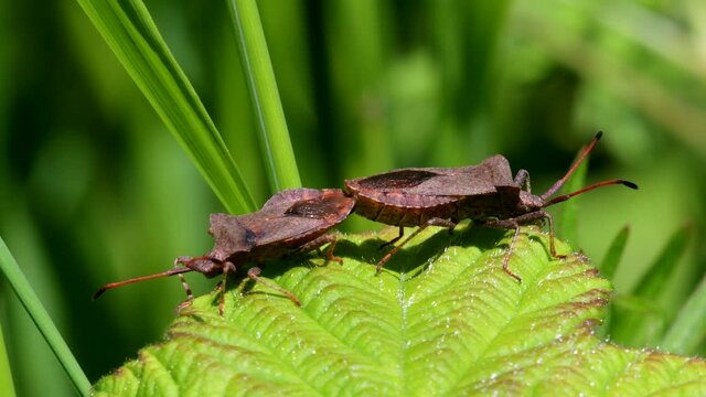 Dock Bug or Dock Leaf Bug, Coreus marginatus in copulation
