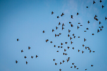 A flock of birds in flight against a light blue background