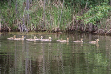 Naklejka na ściany i meble Goslings In The Bay, Pylypow Wetlands, Edmonton, Alberta