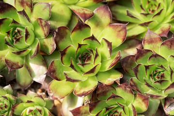 Rosette patterns of houseleek or sempervivum tectorum as background