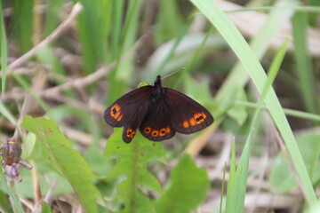 Butterfly Resting, Pylypow Wetlands, Edmonton, Alberta