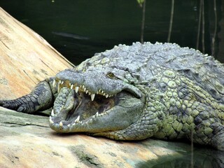 crocodile