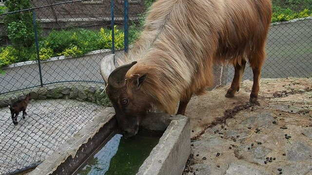 Himalayan tahr with big horns drinking water from a trough. Himalayan tar. Mammal of the family of the Pole, the genus of tara, Hemitragus jemlahicus