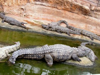 crocodile