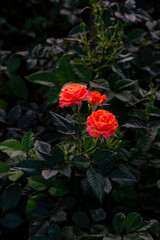 Close up of a vibrant orange rose flower in tropical garden