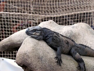 iguane