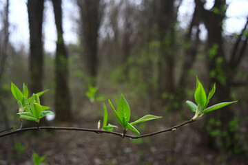 branches of young green leaves and buds, seasonal background, april march landscape in the forest