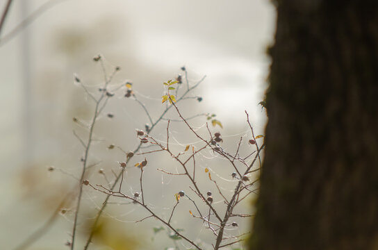Detail of withered flowers with spider webs, on a foggy background
