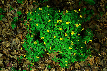 wild flowers top view background / abstract seasonal background, summer small flowers, nature spring, floral abstraction