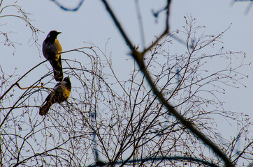 Two birds sitting on small branches in a tree, with warm light from the side
